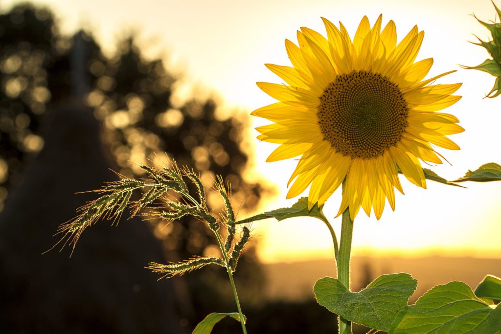 Tips On Using Sunscreen In Your Skincare Routine